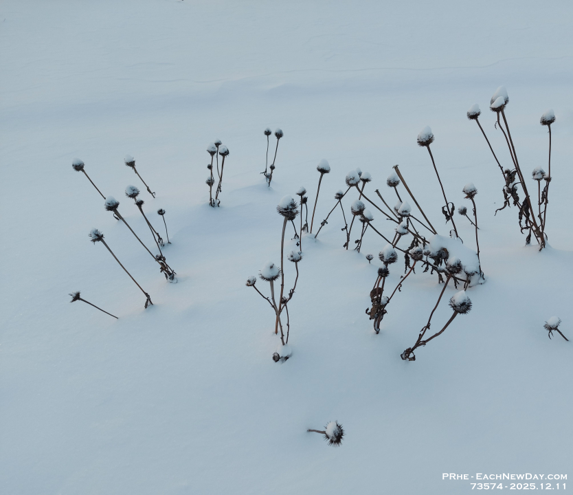 73574Re - Walking in Clayt French Park with Chester on a snowy morning